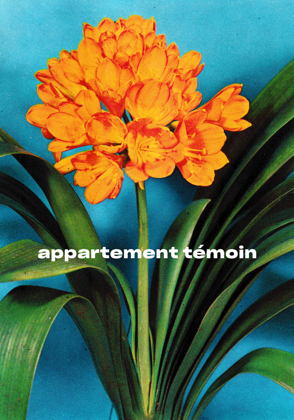 romain dumas Appartement Témoin