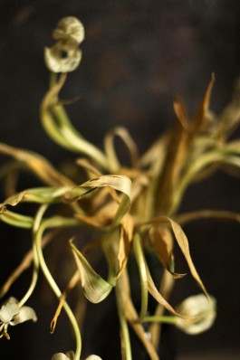 ROMAIN DE ROMAINVILLE